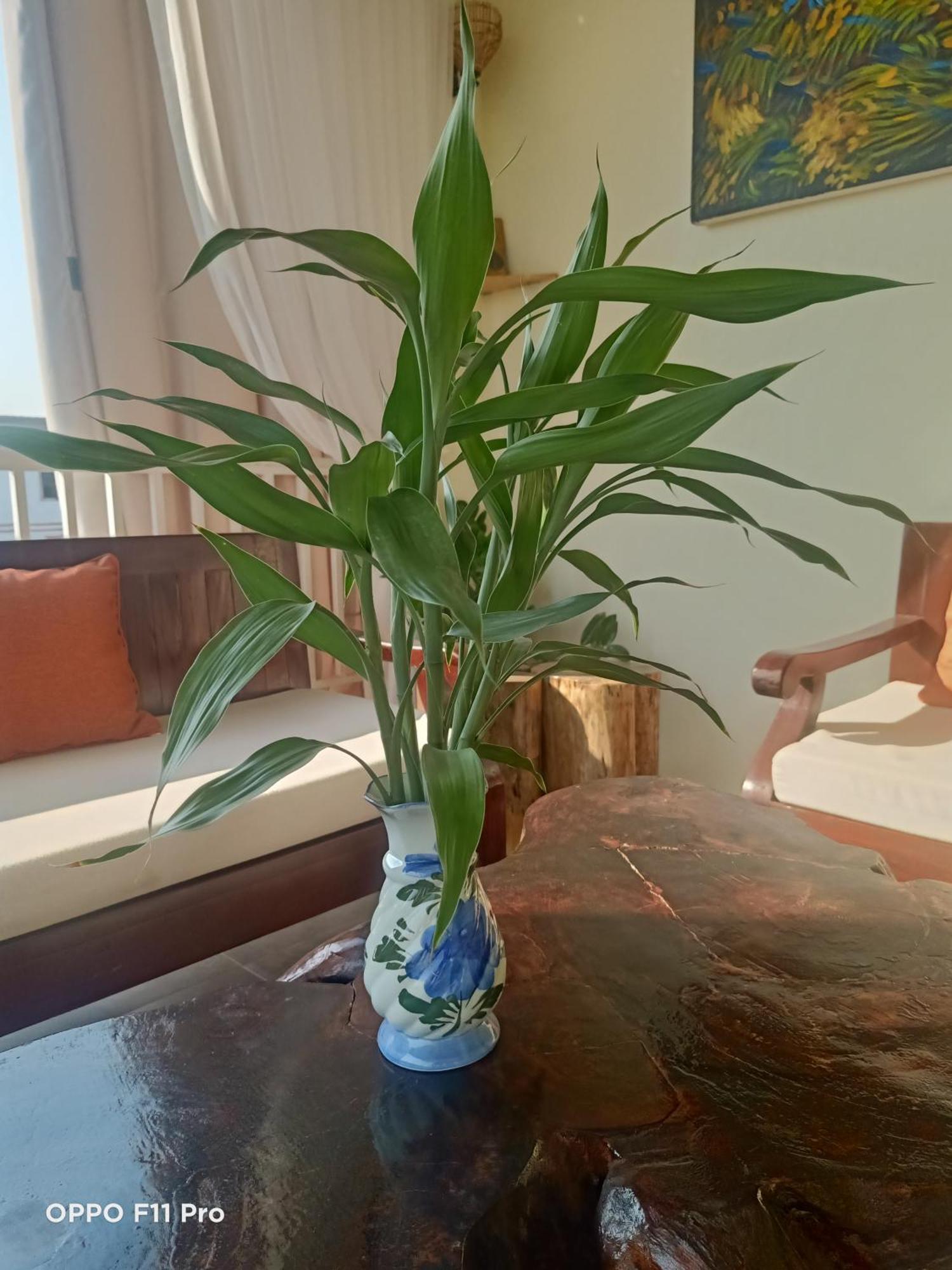 Homestay Yellow Natural House Siem Reap Zewnętrze zdjęcie