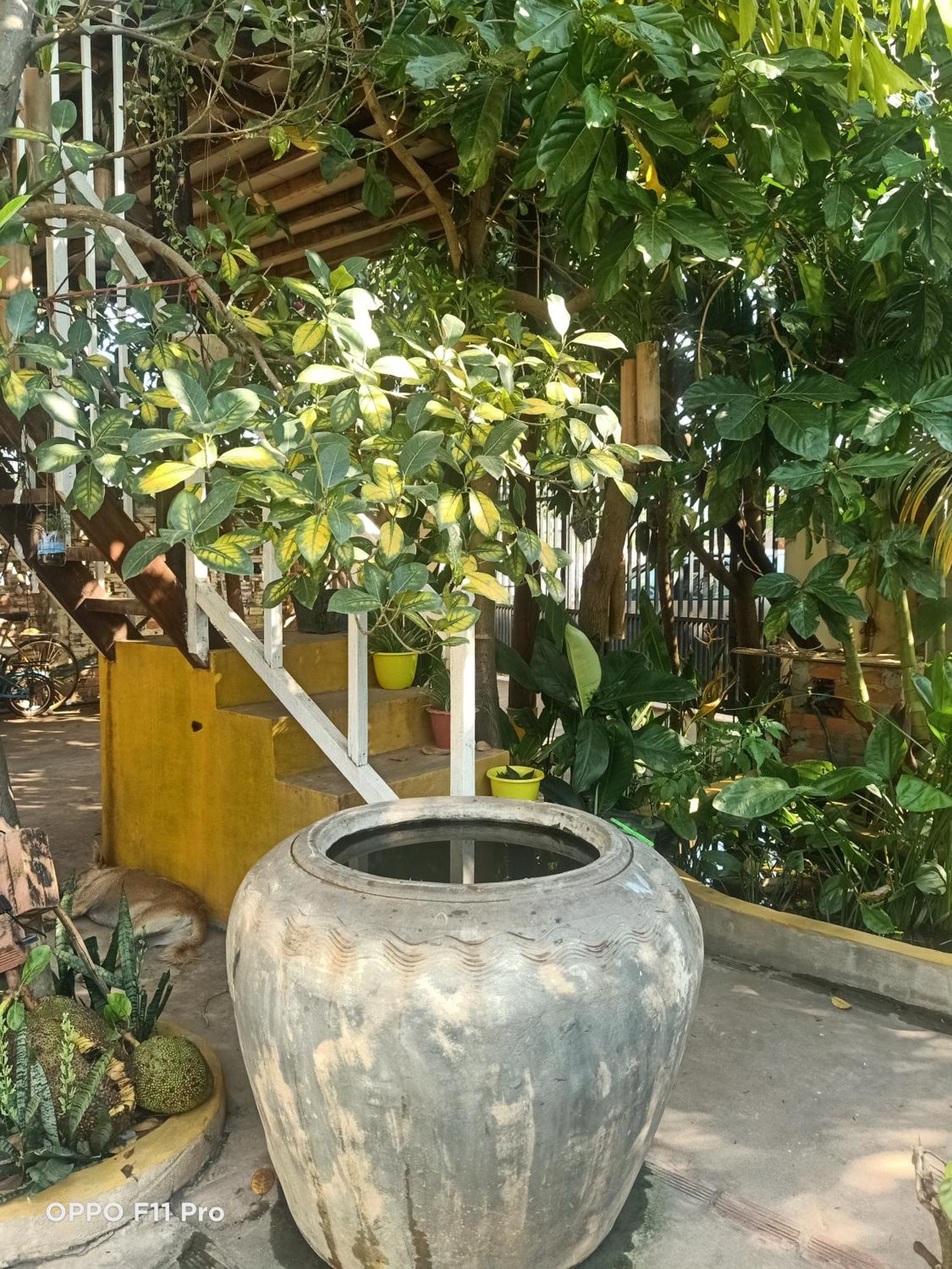 Homestay Yellow Natural House Siem Reap Zewnętrze zdjęcie